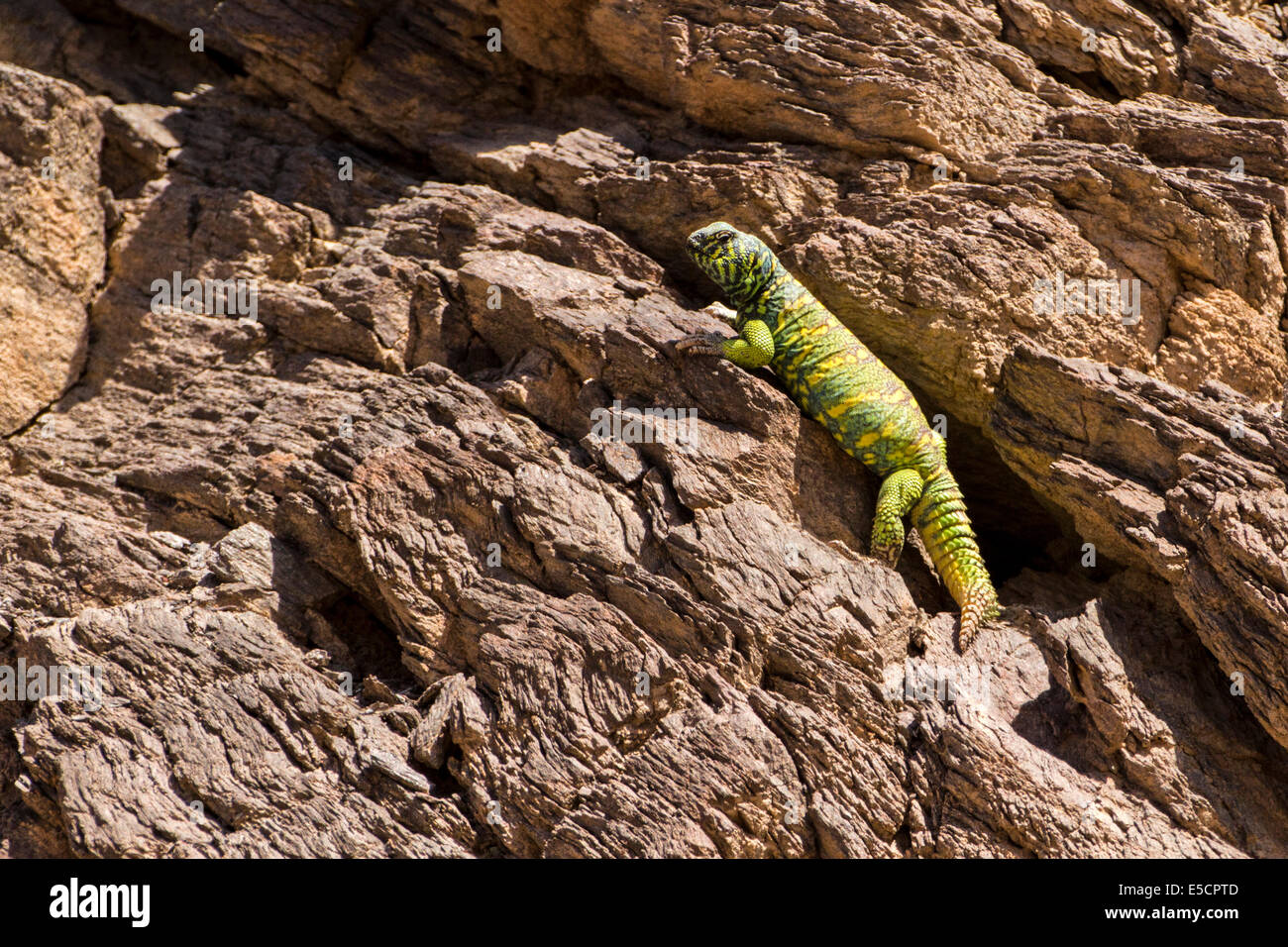 Maschio Mastigure ornati (Uromastyx ornata) è uno dei più pittoreschi membri del genere in Israele, con lunghezze fino a 37 cm Foto Stock