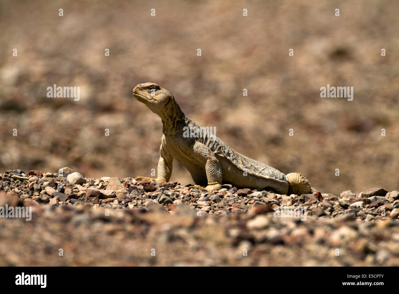 Ornato Mastigure (Uromastyx ornata) è uno dei più pittoreschi membri del genere in Israele, con lunghezze fino a 37 cm. Orn Foto Stock