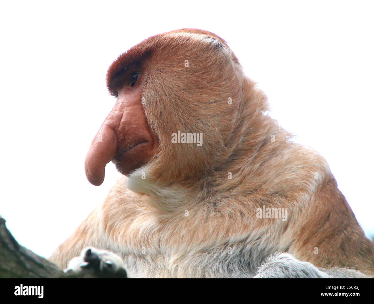 Proboscide maschio o a becco lungo (scimmia Nasalis larvatus), in prossimità della parte superiore del corpo e della testa, visto di profilo Foto Stock