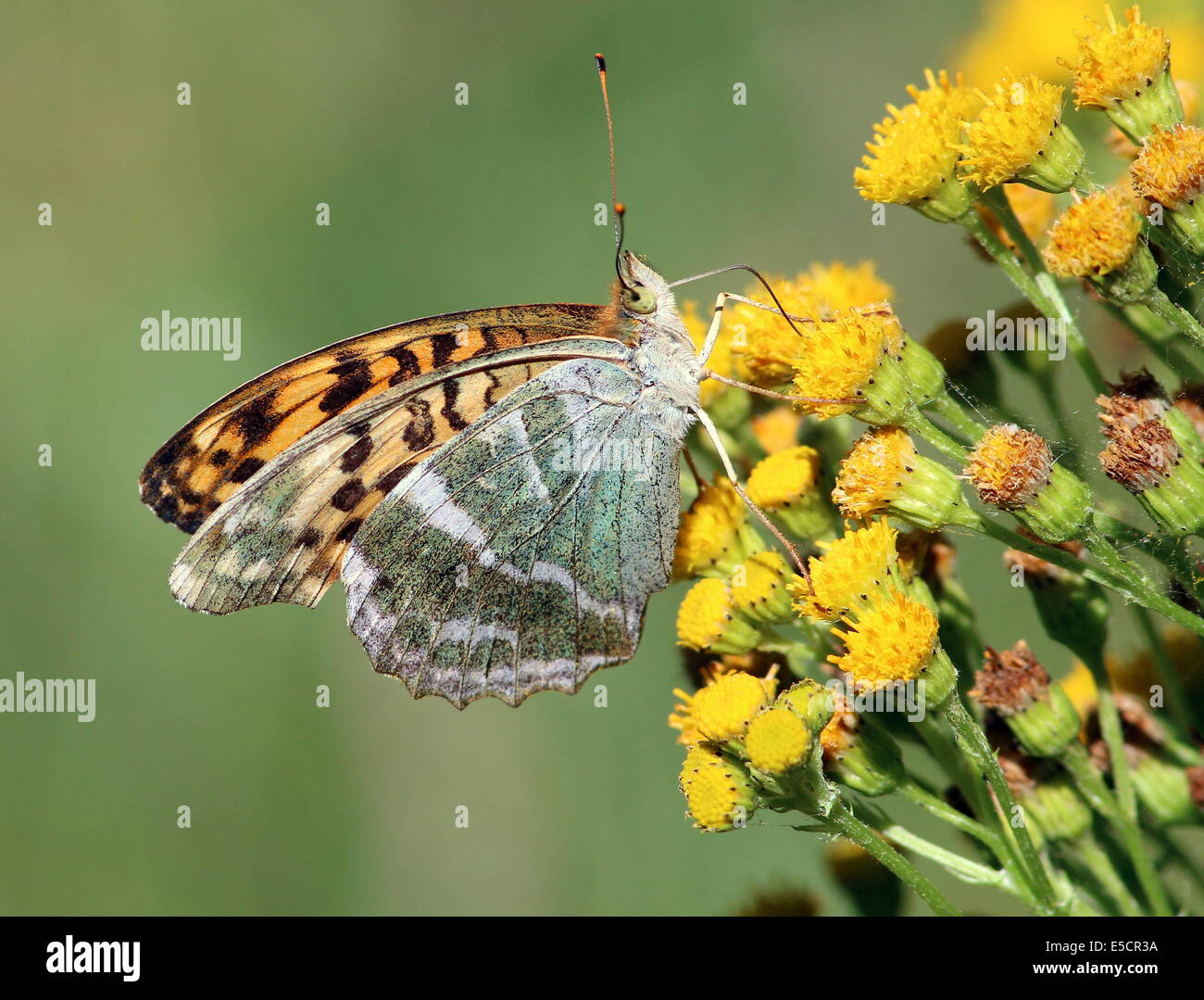 Argento femmina-lavato Fritillary, (Argynnis paphia) alimentazione su un fiore giallo Foto Stock