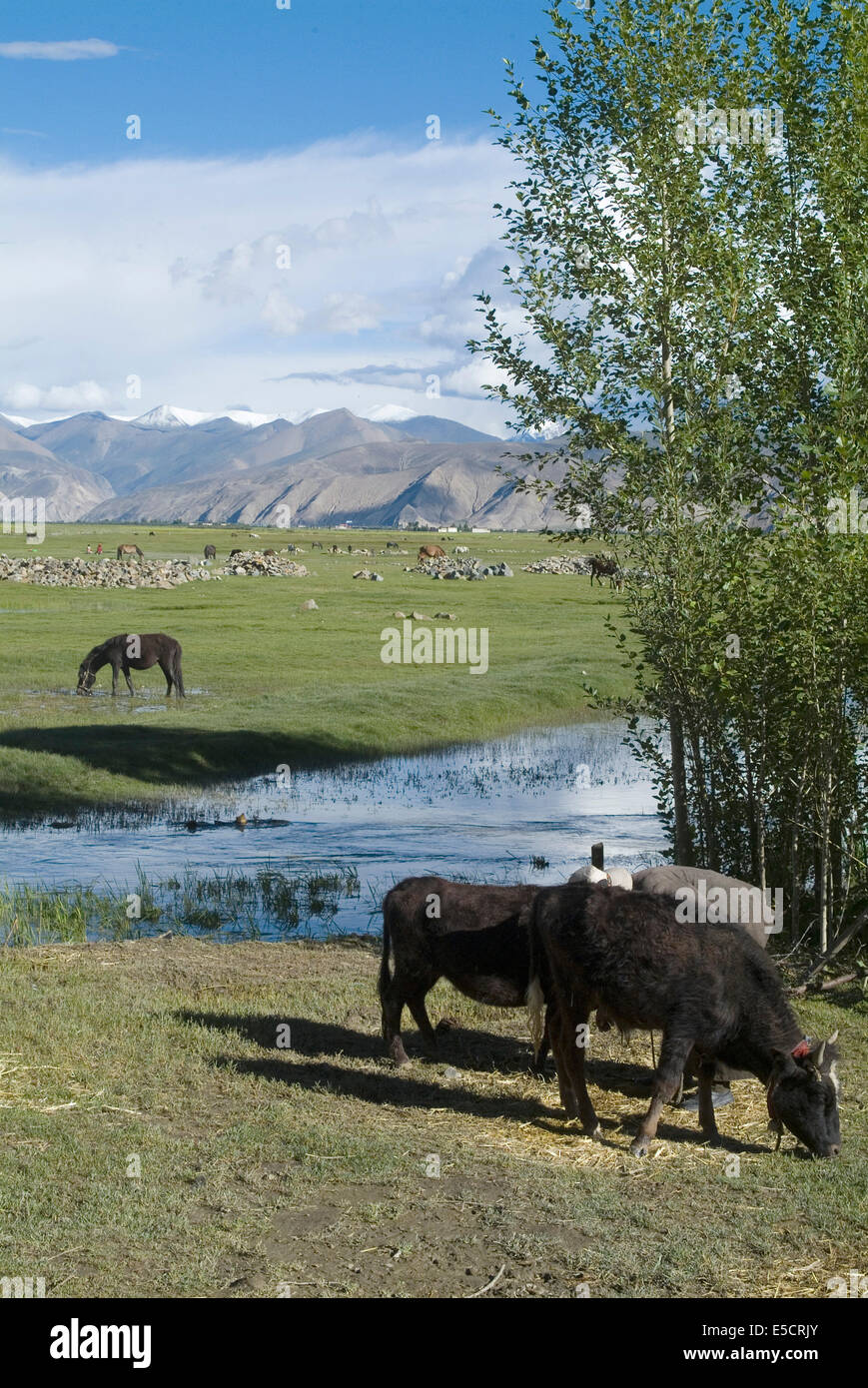 Cavallo e yak al pascolo in un campo vicino a Gyantse, Tibet, Cina Foto Stock