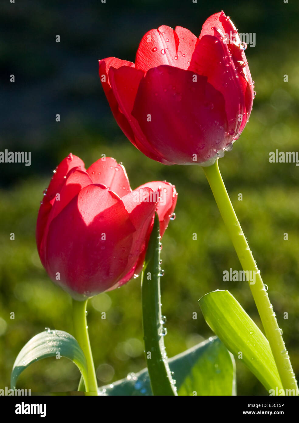Gocce di rugiada sul rosso Tulip Foto Stock