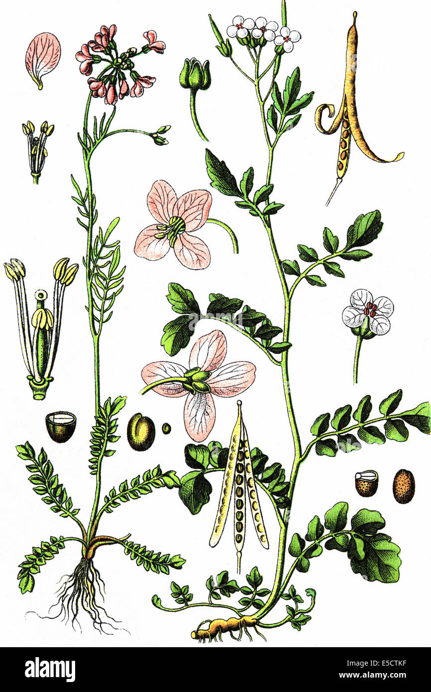Cardamine pratensis, cuculo fiore o lady's smock. Rechts: Cardamine amara, grandi bittercress Foto Stock