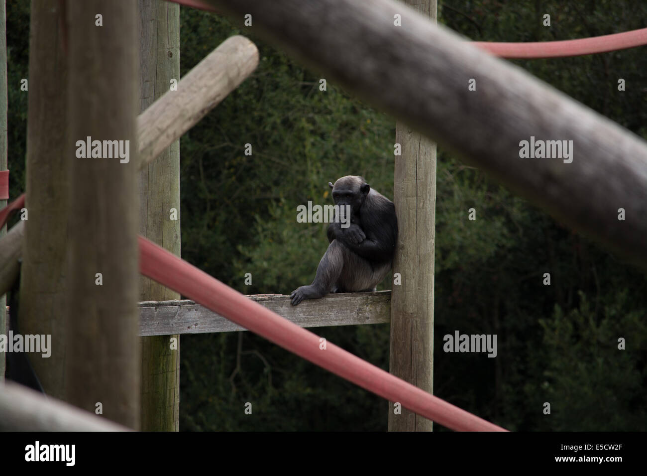 Seduta di scimmia contro il legno Foto Stock