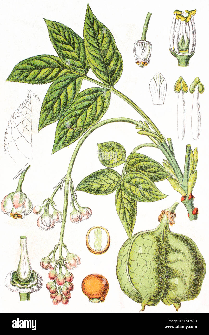 Staphylea pinnata, bladdernut europea, Foto Stock