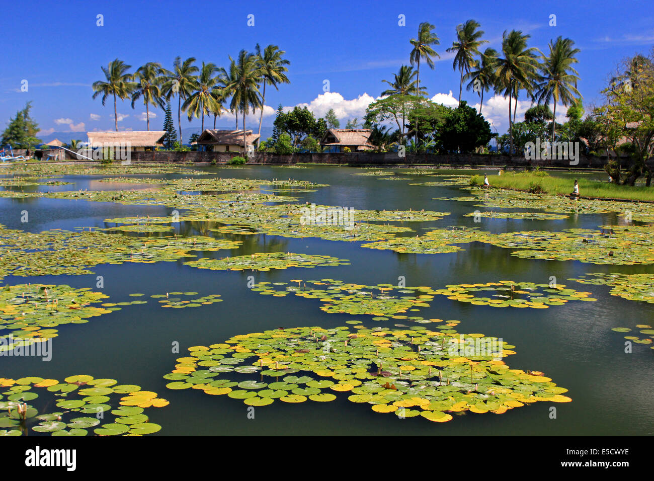Palm- orlata lago con lillies flottante in Bali Orientale Foto Stock