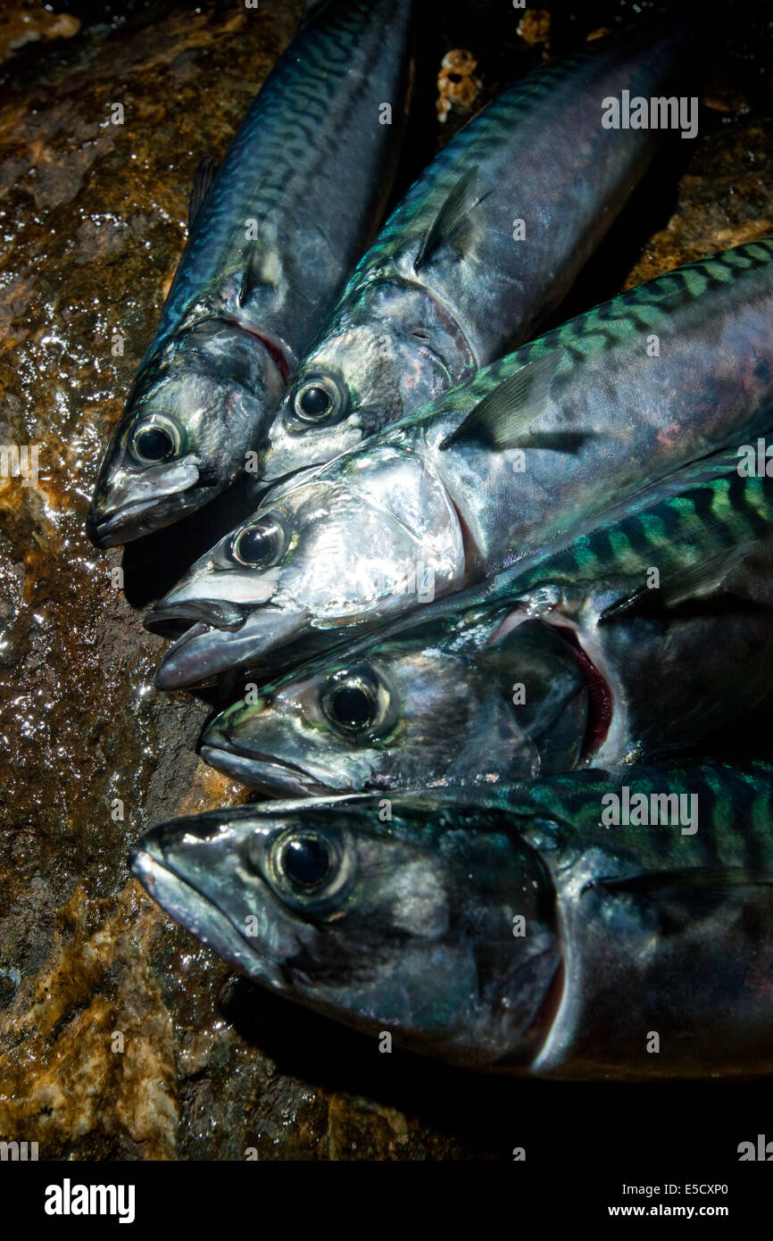 Atlantico, Sgombro Scomber scombrus Foto Stock