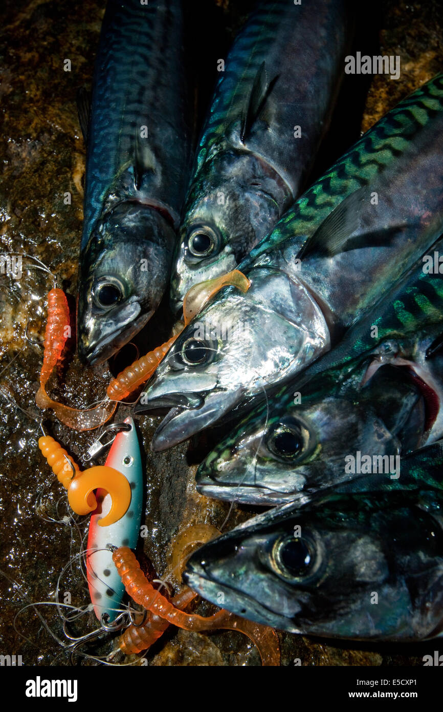 Atlantico, Sgombro Scomber scombrus Foto Stock