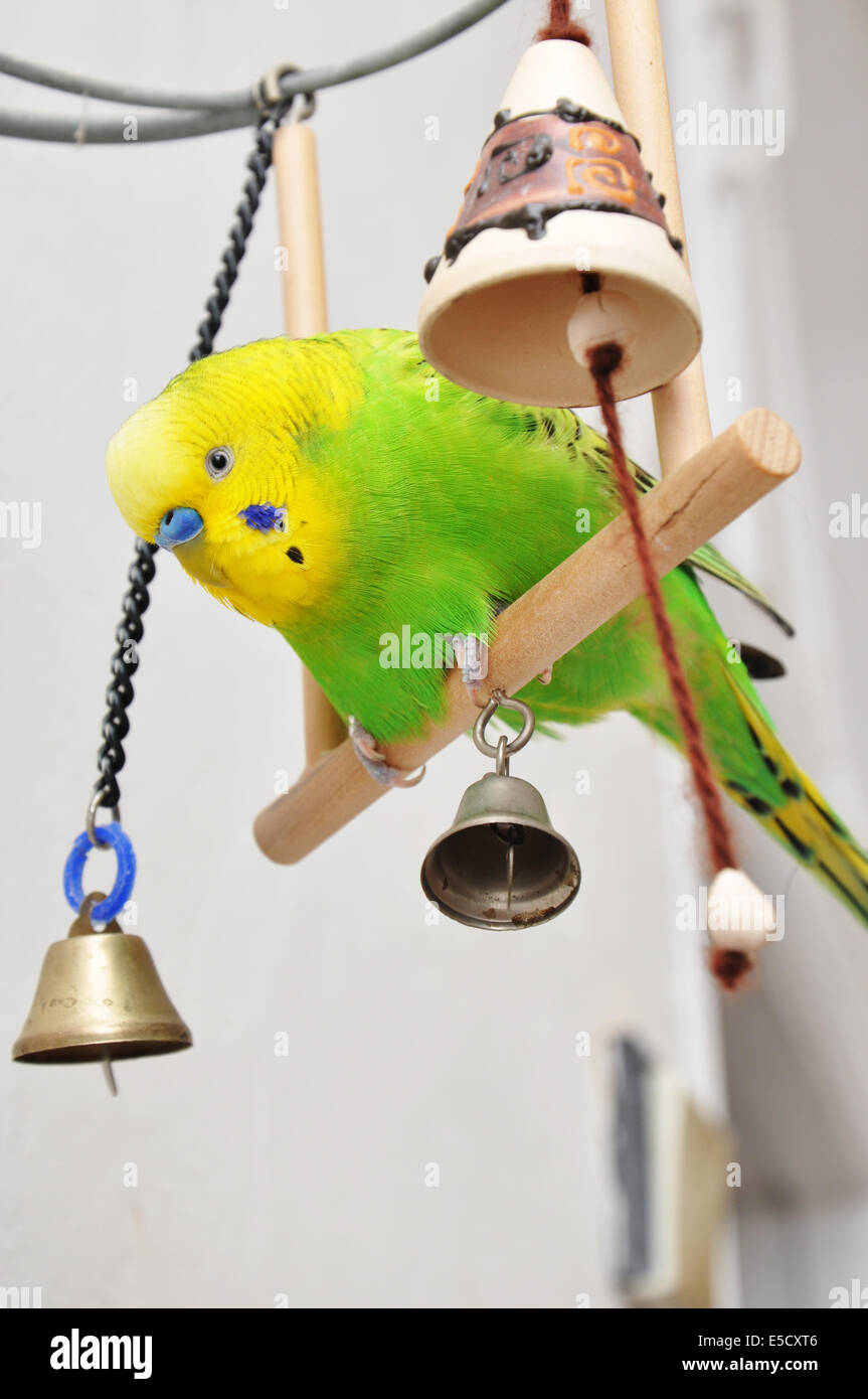 Bella verde giocoso budgerigar basculante in una teeter in legno Foto Stock