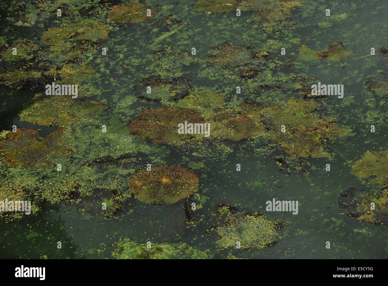 Water Lilies, vita vegetale. lago, colore verde scuro. Foto Stock