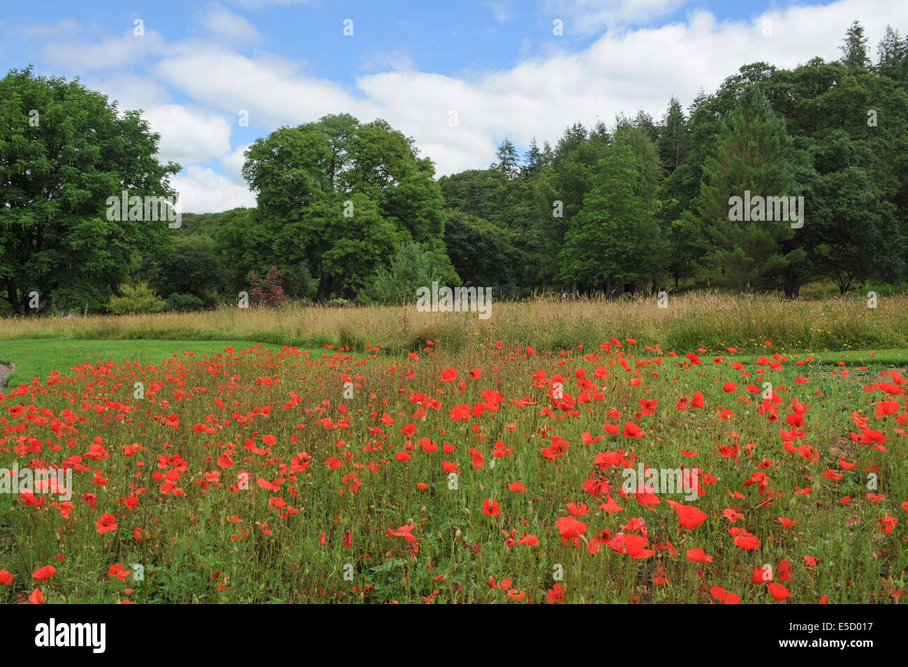 Fiandre papaveri in un prato nei giardini a Rosemoor, Torrington, Devon, Inghilterra, Regno Unito Foto Stock