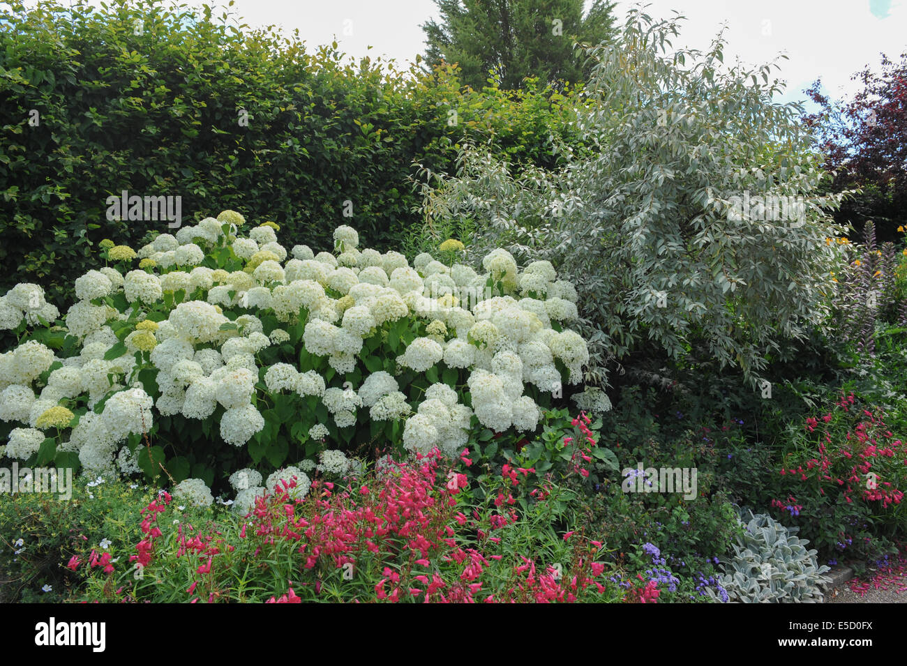 Estate Fioritura White Hydrangea e Pink Pentemon In Un Confine Erbaceo nel RHS Garden a Rosemoor, Torrington, Devon, Inghilterra, Regno Unito Foto Stock