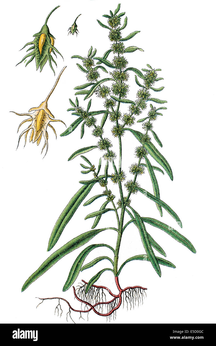 Golden dock, setole Dock o dock seashore, Rumex maritimus Foto Stock