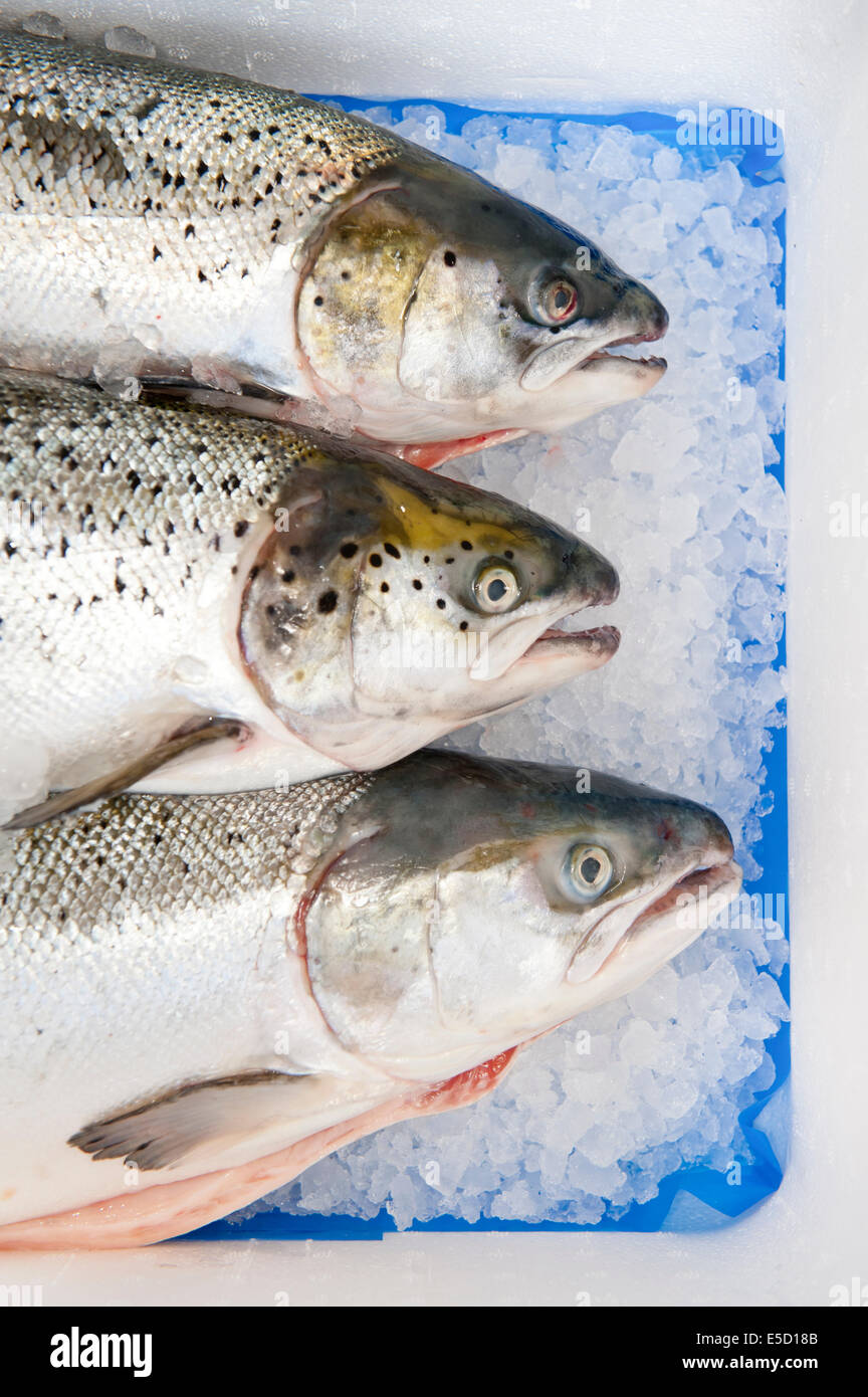 Tutto il salmone scozzese su letto di ghiaccio e blu opaco di trasporto Foto Stock