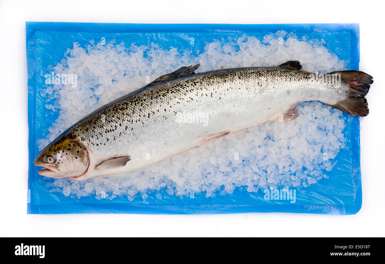 Tutto il salmone scozzese su letto di ghiaccio e blu opaco di trasporto Foto Stock