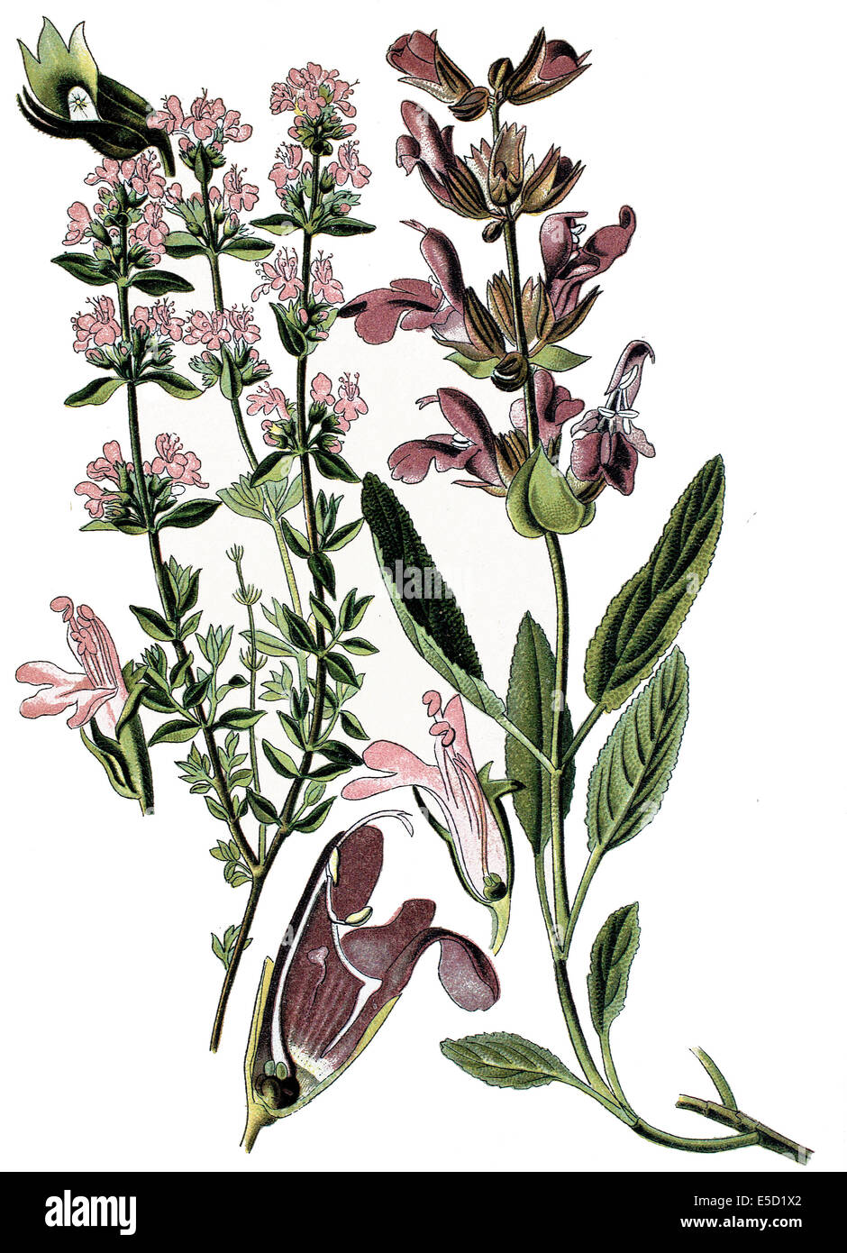 A sinistra: Timo comune, giardino timo o solo di timo, Thymus vulgaris. Destra: Salvia, chiamato anche giardino sage, o comune salvia, Salvia di Foto Stock