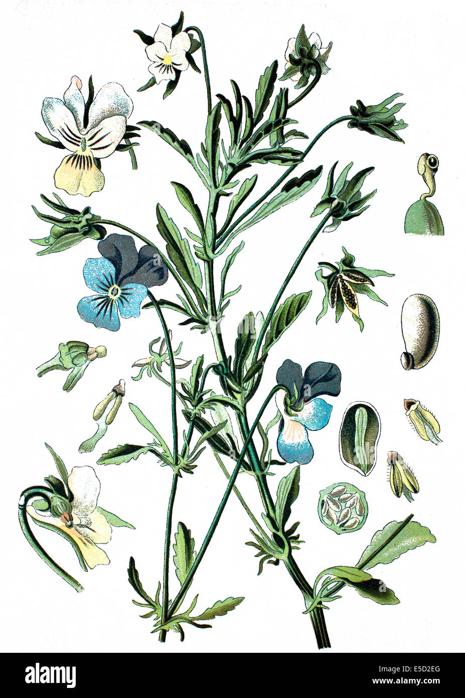 Heartsease, cuore di semplicità, delizia del cuore, tickle-my-fancy, Jack-jump-su-e-kiss-me venire-e-coccola-me, tre facce in un cofano, Foto Stock