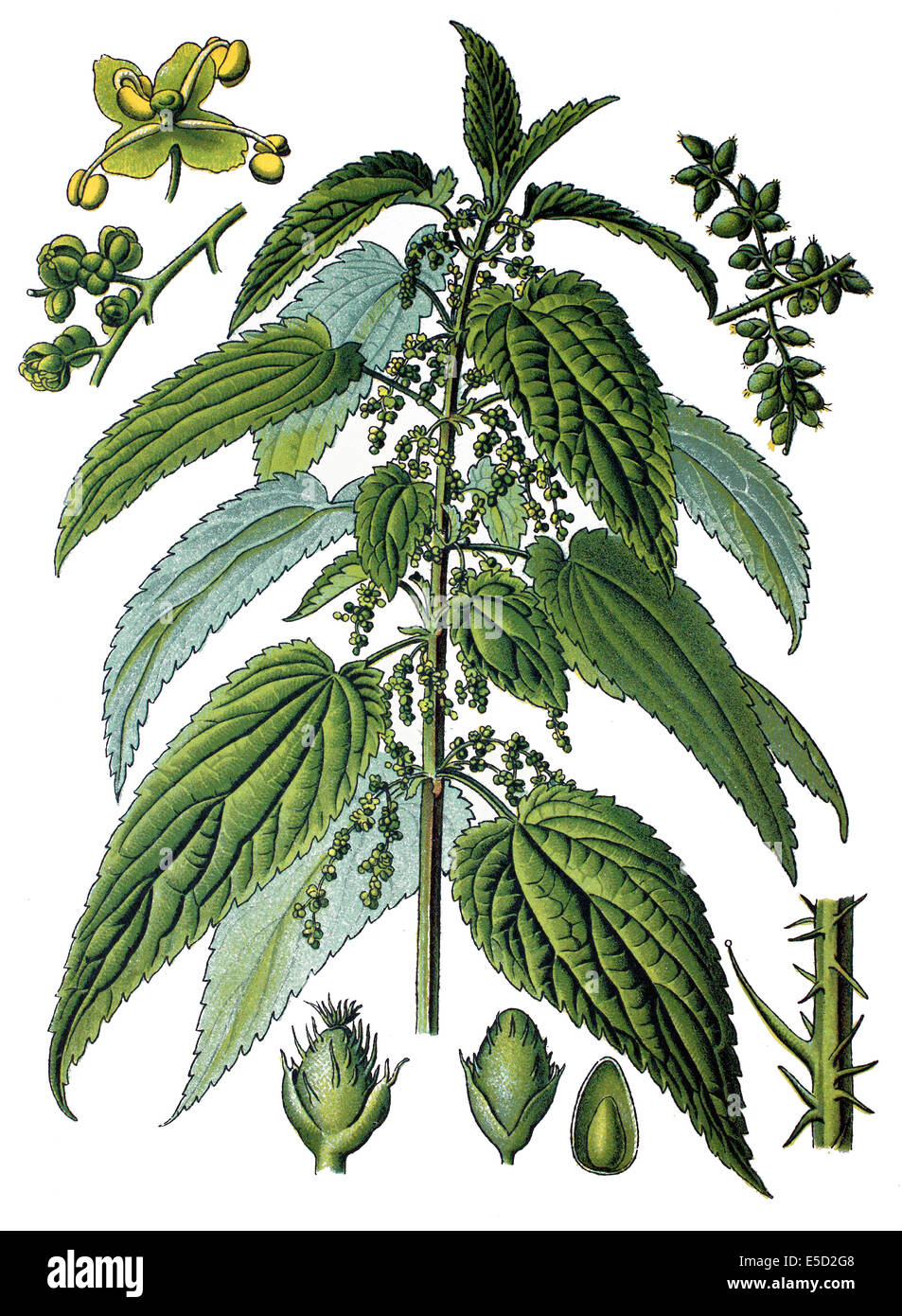 Urtica dioica, spesso chiamato comune o di ortica ortica Foto Stock