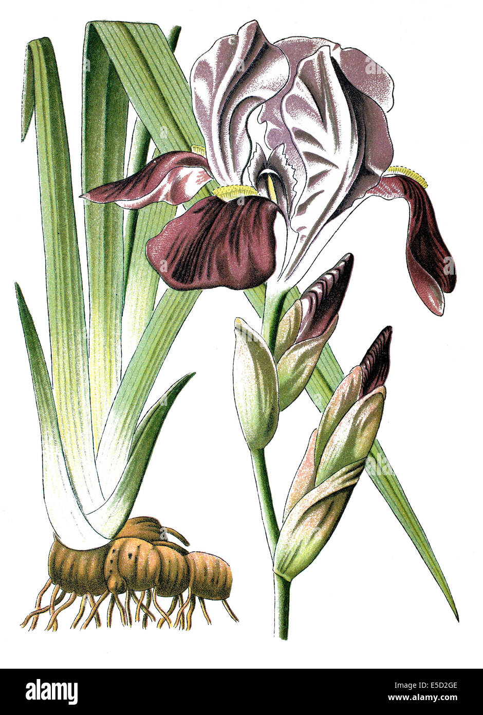 Iris germanica, il tedesco Iris Foto Stock