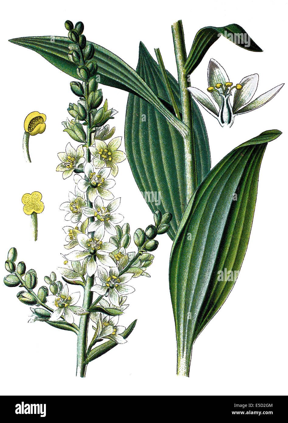 Falso helleborine, l'elleboro bianco, europeo l'elleboro bianco, bianco veratrum, Veratrum album Foto Stock