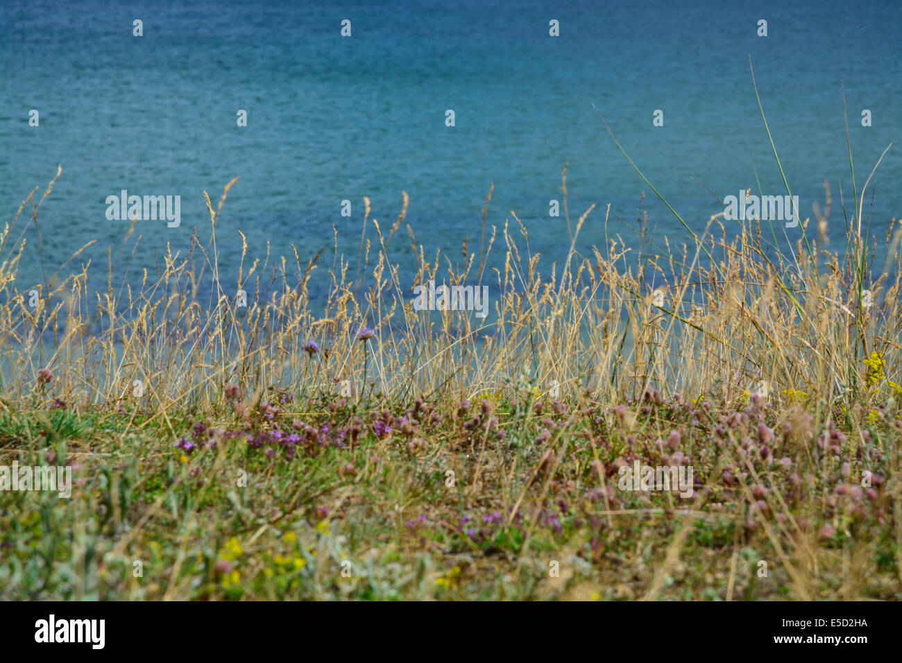 Erbe selvatiche su heath vicino al mare Baltico. Osterlen, sud della Svezia, nel mese di giugno. Foto Stock