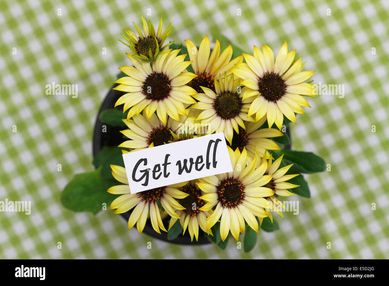 Get Well card con margherite di colore giallo sulla superficie a scacchi Foto Stock