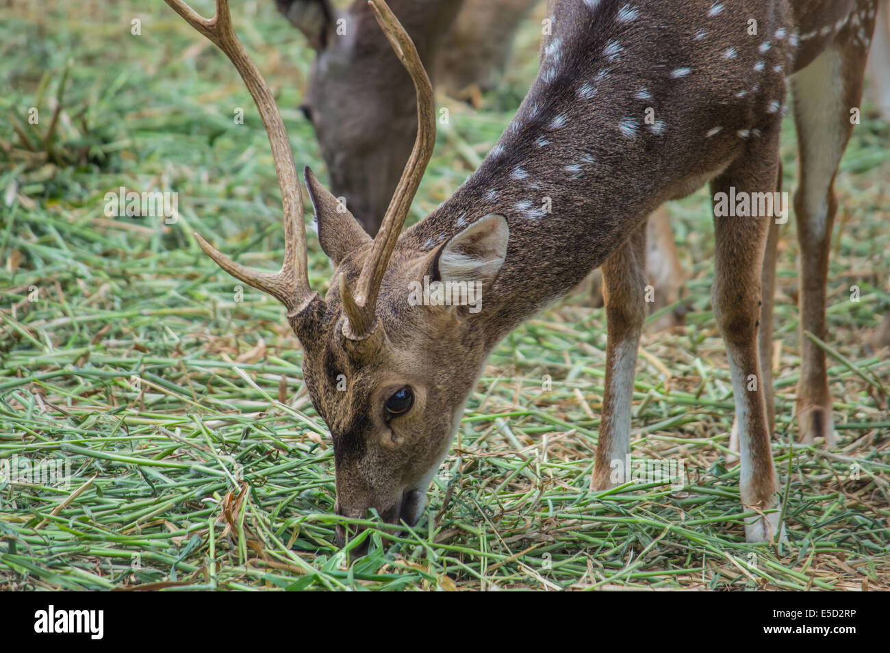 Deer mangiare erba Foto Stock