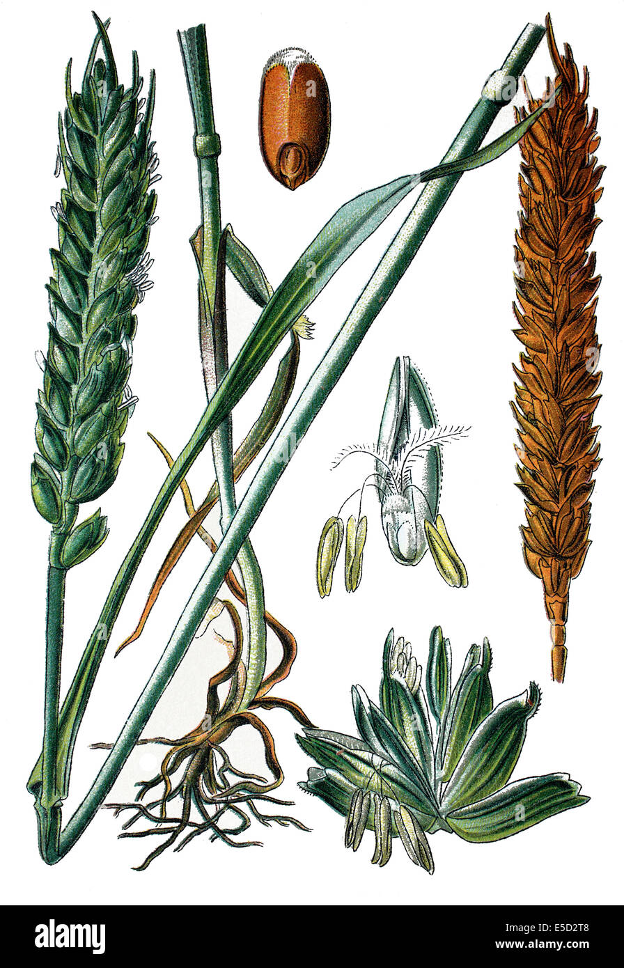 Di Frumento, Triticum vulgare Foto Stock