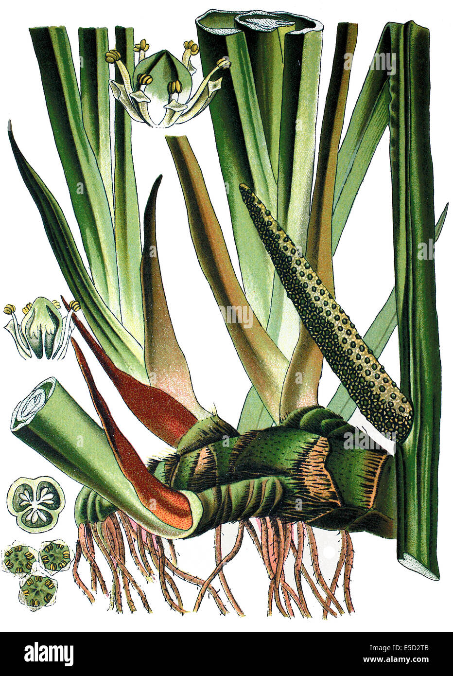 Dolce bandiera o Calamus, Acorus calamus Foto Stock