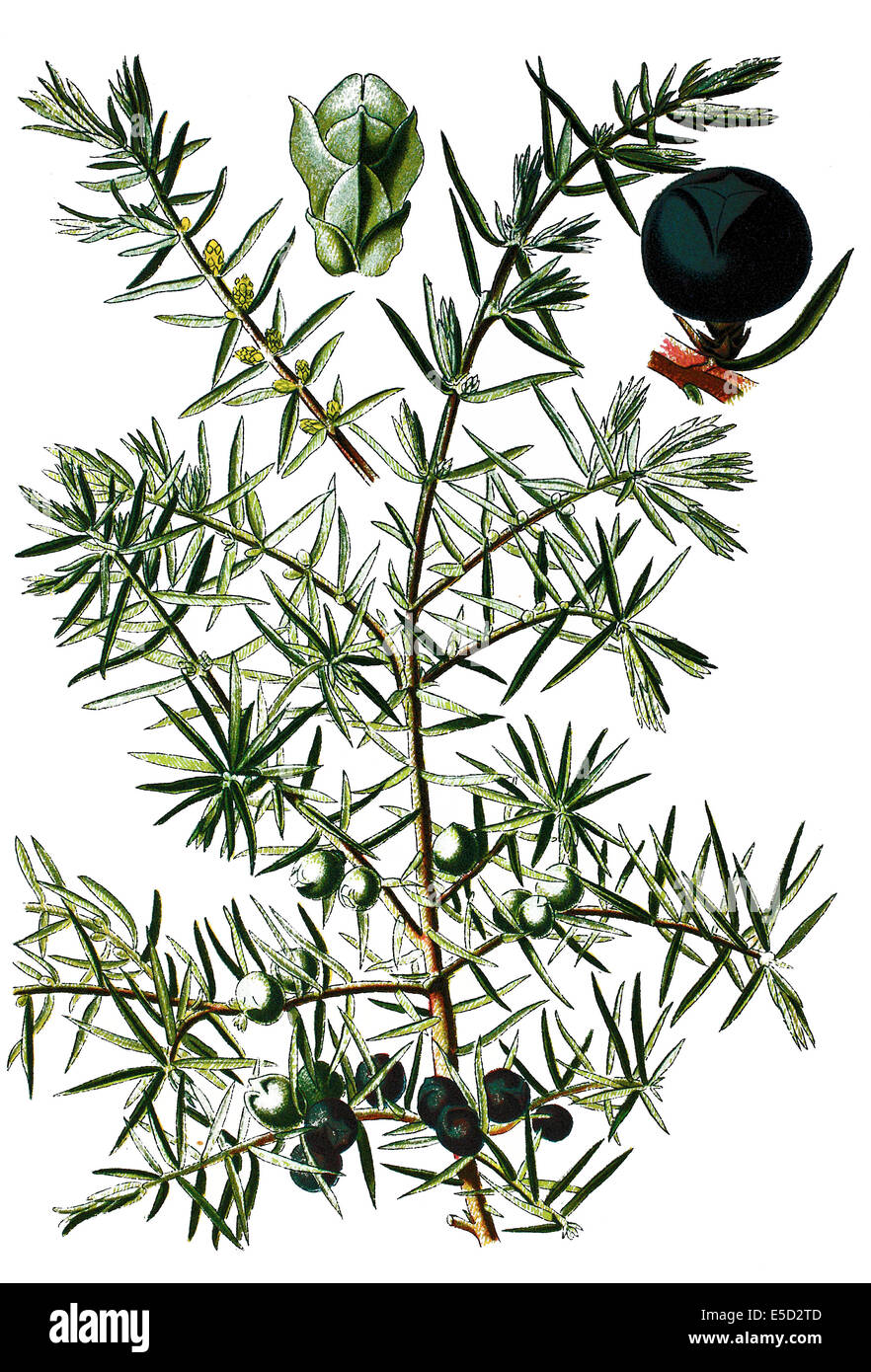 Il ginepro comune, Juniperus communis Foto Stock