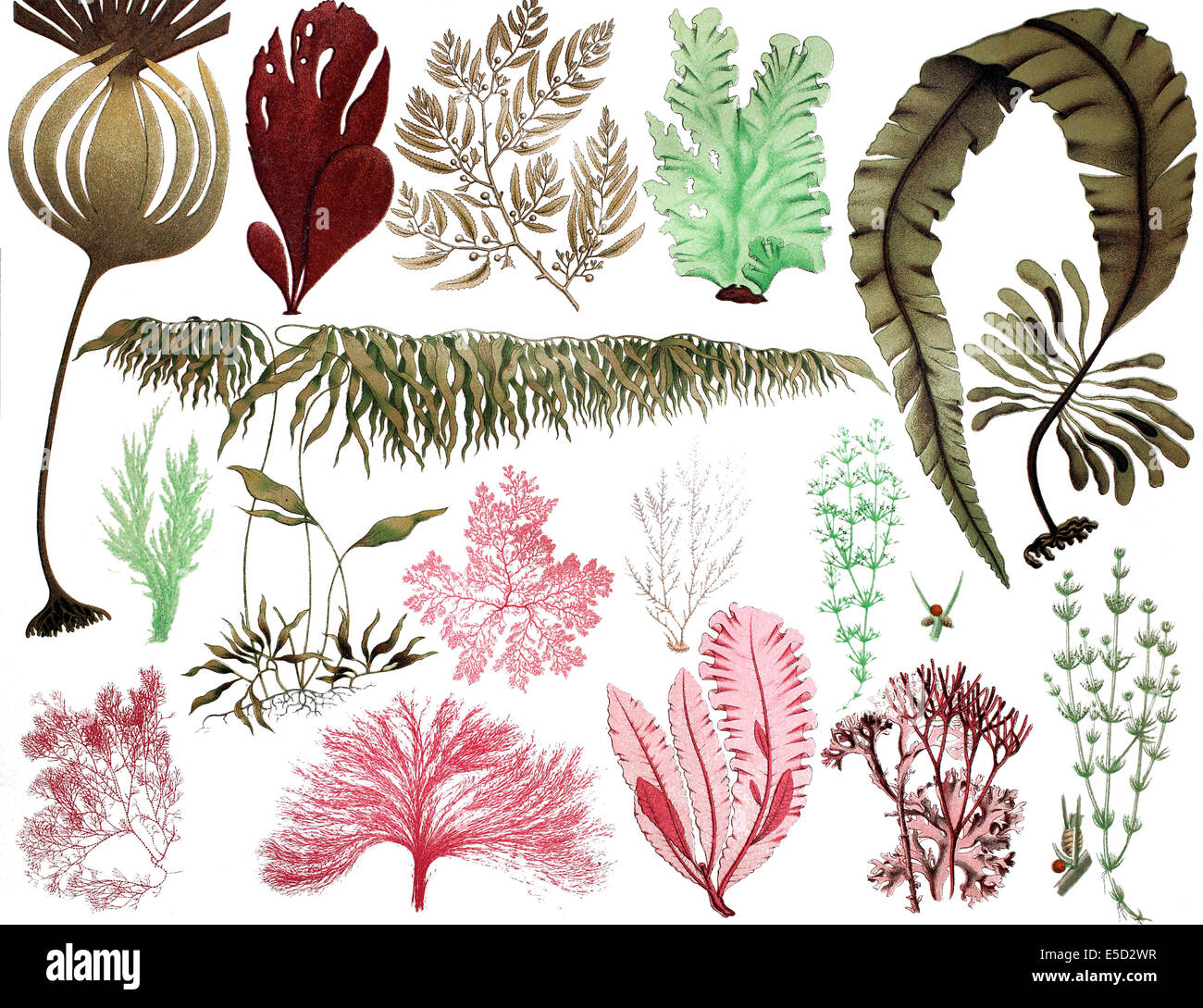 Le alghe, 1. Hijiki (Sargassum fusiforme), 2. Foglie di alghe, 3. Dabberlocks o Winged Kelp (Alaria esculenta), 4. Florideae (Florideop Foto Stock