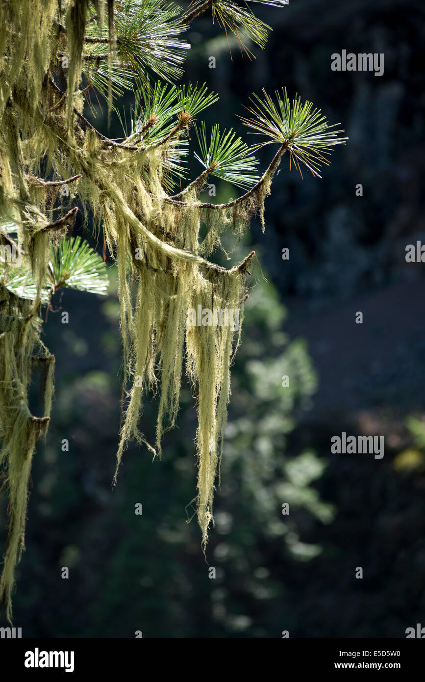 Usnea, noto anche come uomo vecchio con la barba, cresce su rami di una Ponderosa Pine Tree lungo Oregon grande Ronde fiume. Foto Stock