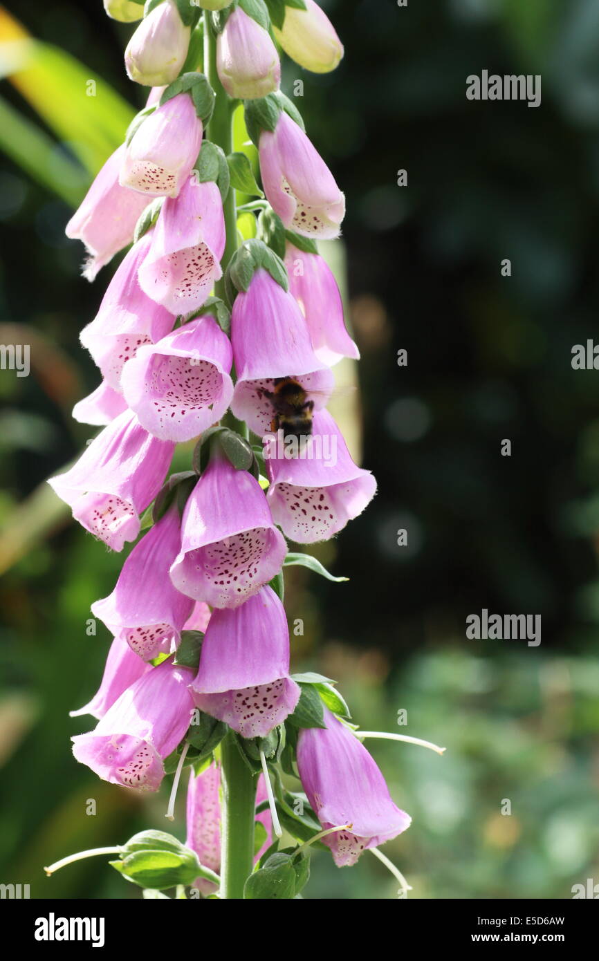 Bumblebee (bombus sp.) foxglove impollinatori (Digitalis purpurea) Fiori Foto Stock