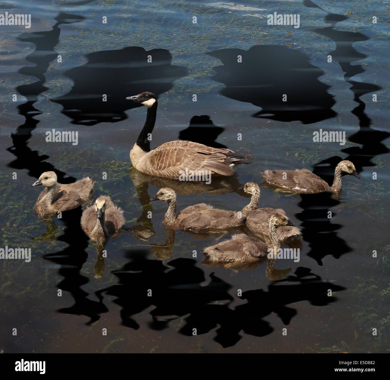 Il pericolo della fauna selvatica e la conservazione degli animali concetto come una giovane famiglia di Oche del Canada su un lago inquinato da un tossico fuoriuscite di olio conformata come un teschio di morte simbolo come una metafora per il danno ambientale per la natura e la protezione degli habitat naturali. Foto Stock
