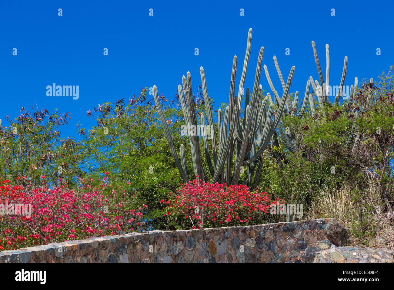 Fiori e cactus sull'isola caraibica di San Giovanni nelle Isole Vergini Americane Foto Stock