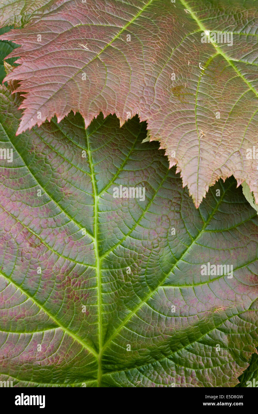 Grandi verde e foglie rosse Foto Stock