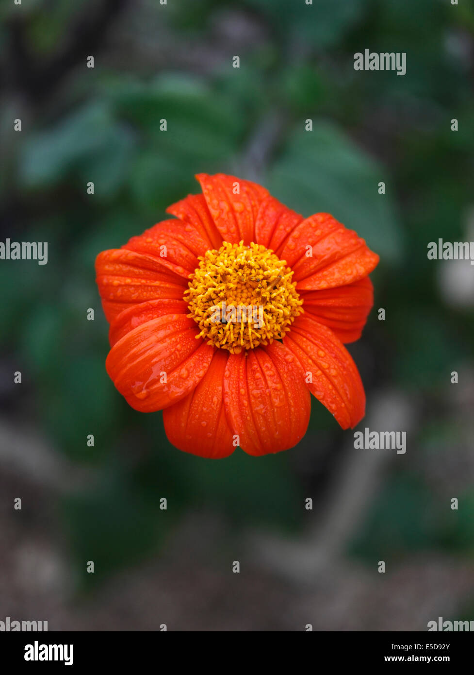 Tithonia rptundifolia girasole messicano close up di fiore Foto Stock