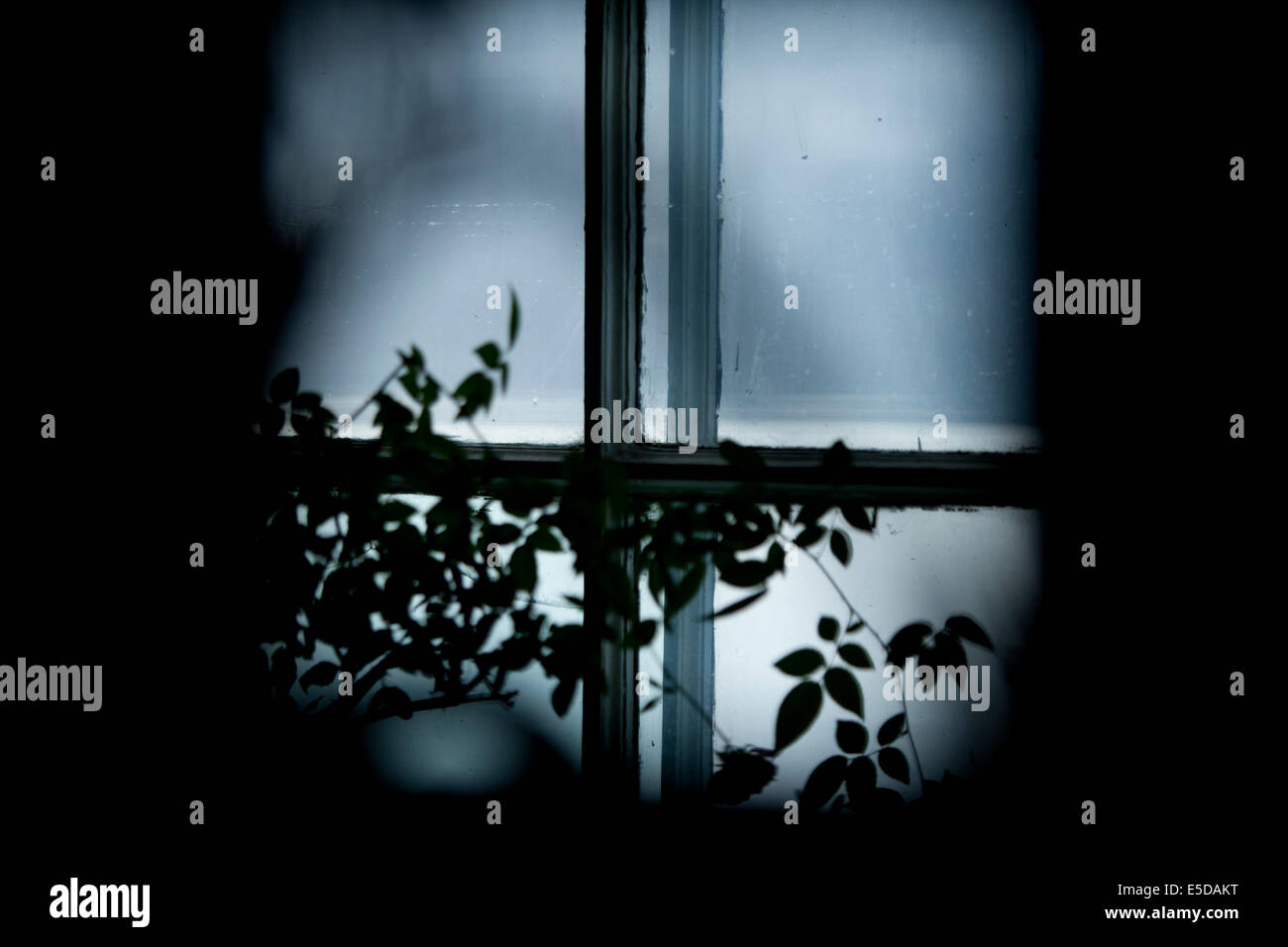Silhouette sul telaio di una finestra impianto abstract Foto Stock