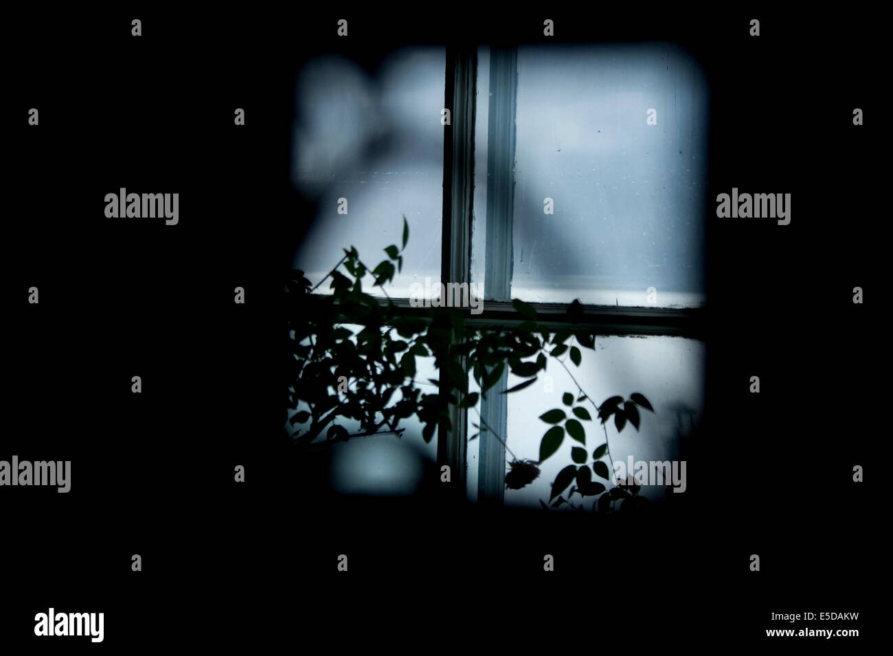 Silhouette sul telaio di una finestra impianto abstract Foto Stock