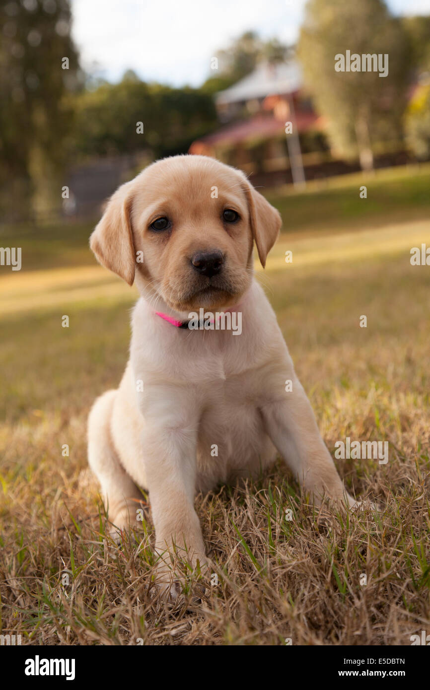 A sette settimane vecchio cucciolo di Labrador. Foto Stock