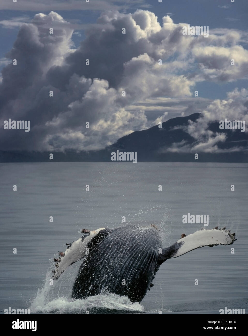 Humpback Whale (Megaptera novaeangliae) violare in Frederick Suono, a sud-est di Alaska. Il Alexander arcipelago, Tongass compit Foto Stock