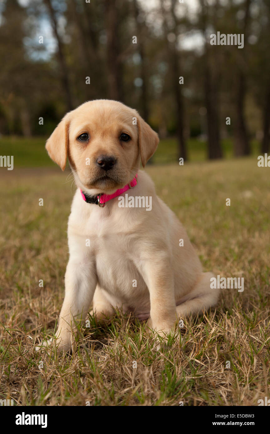 A sette settimane vecchio cucciolo di Labrador. Foto Stock
