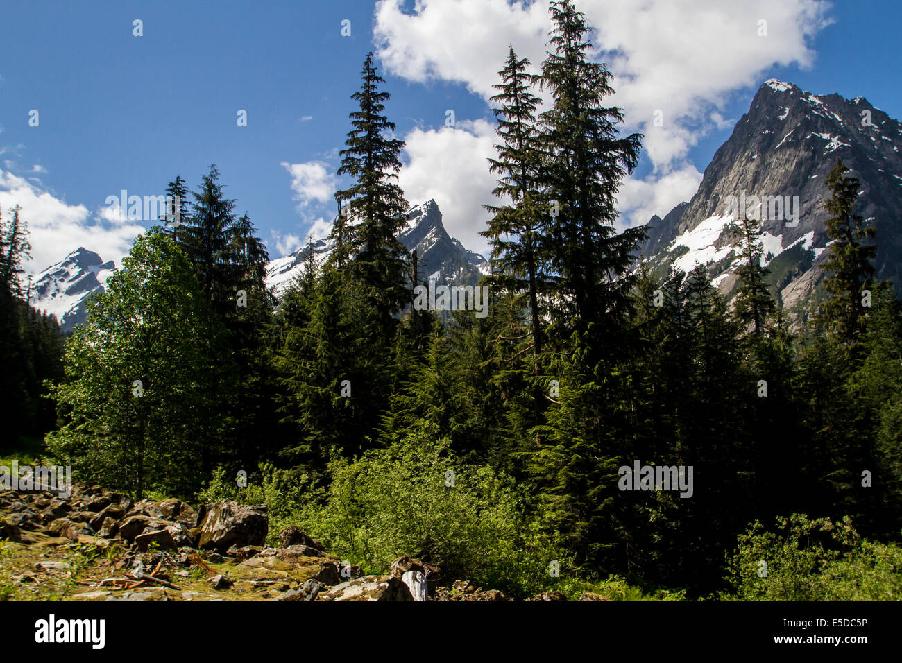 Tre Cime di Lavaredo visto dietro gli alberi in cascata centrale compreso nello stato di Washington Foto Stock