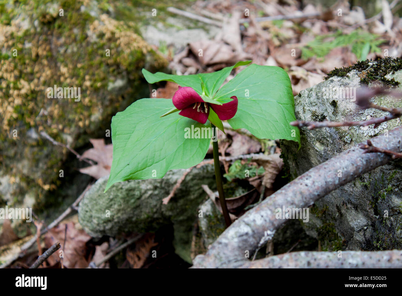 Una foto di un Rosso Trillium Foto Stock