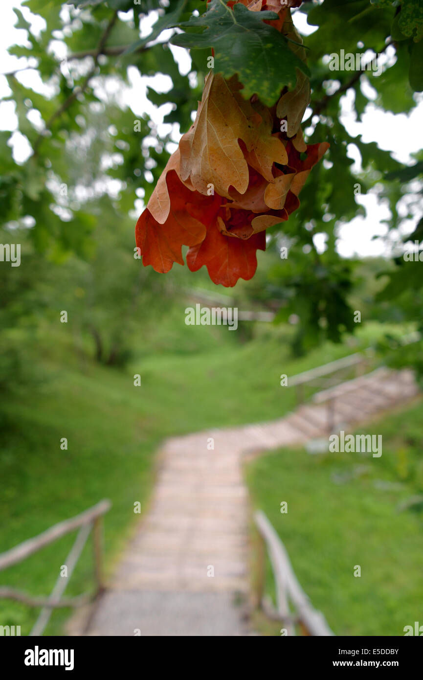 Il primo segno di un autunno Foto Stock