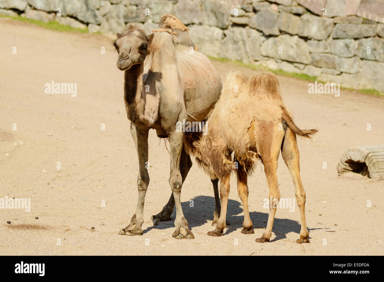 Bactrian camel, Camelus bactrianus, qui è un vitello lattante sua madre. Foto Stock