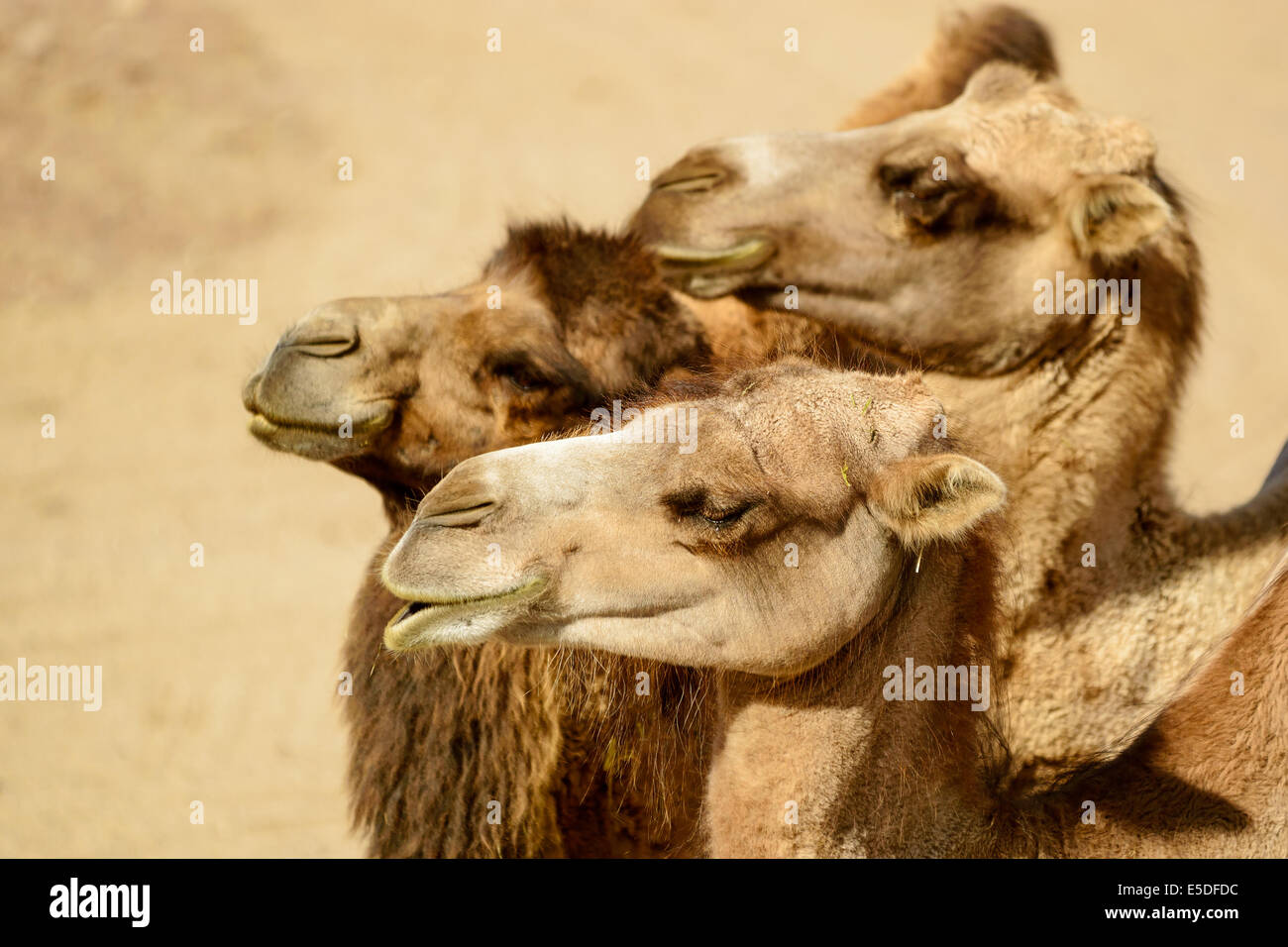 Bactrian camel, Camelus bactrianus, qui ci sono tre individui ritratto dal lato. Foto Stock
