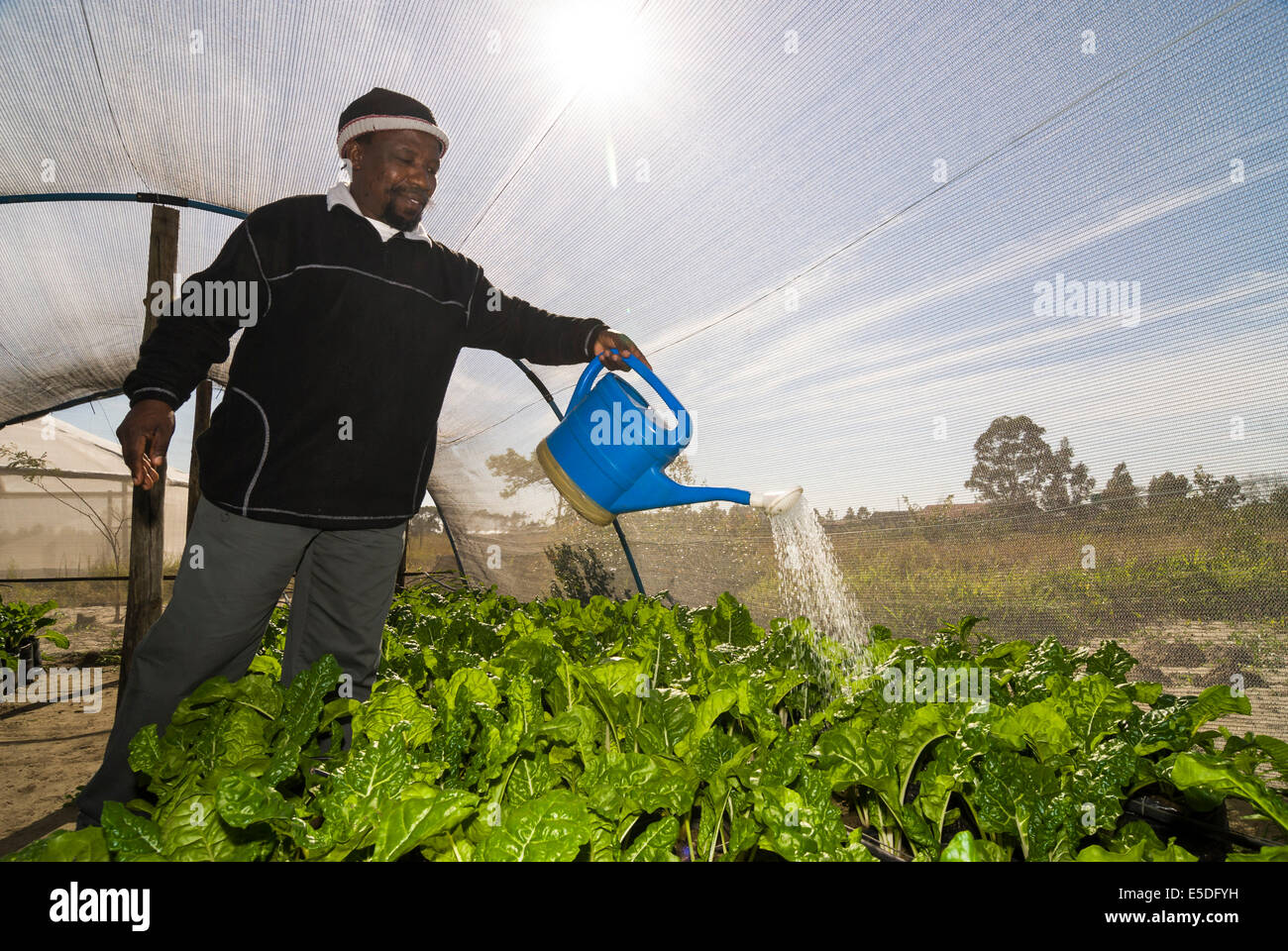 Uomo impianti di irrigazione, nursery, Santa Lucia, Saint Lucia Estuary, KwaZulu-Natal, Sud Africa Foto Stock