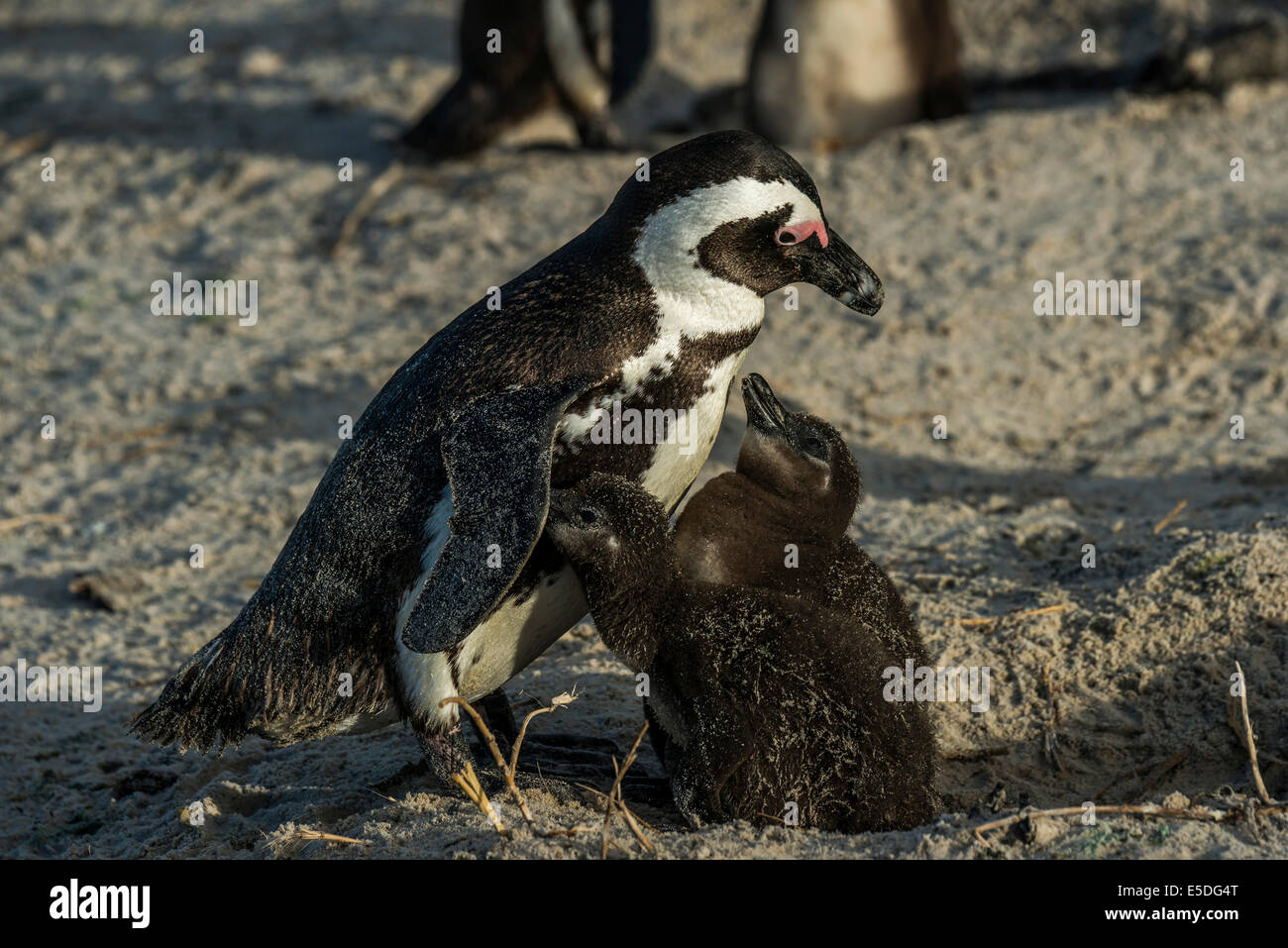 Jackass Penguin o africano Penguin (Spheniscus demersus), allevamento uccello con due pulcini, circa dieci settimane, Boulders Beach Foto Stock