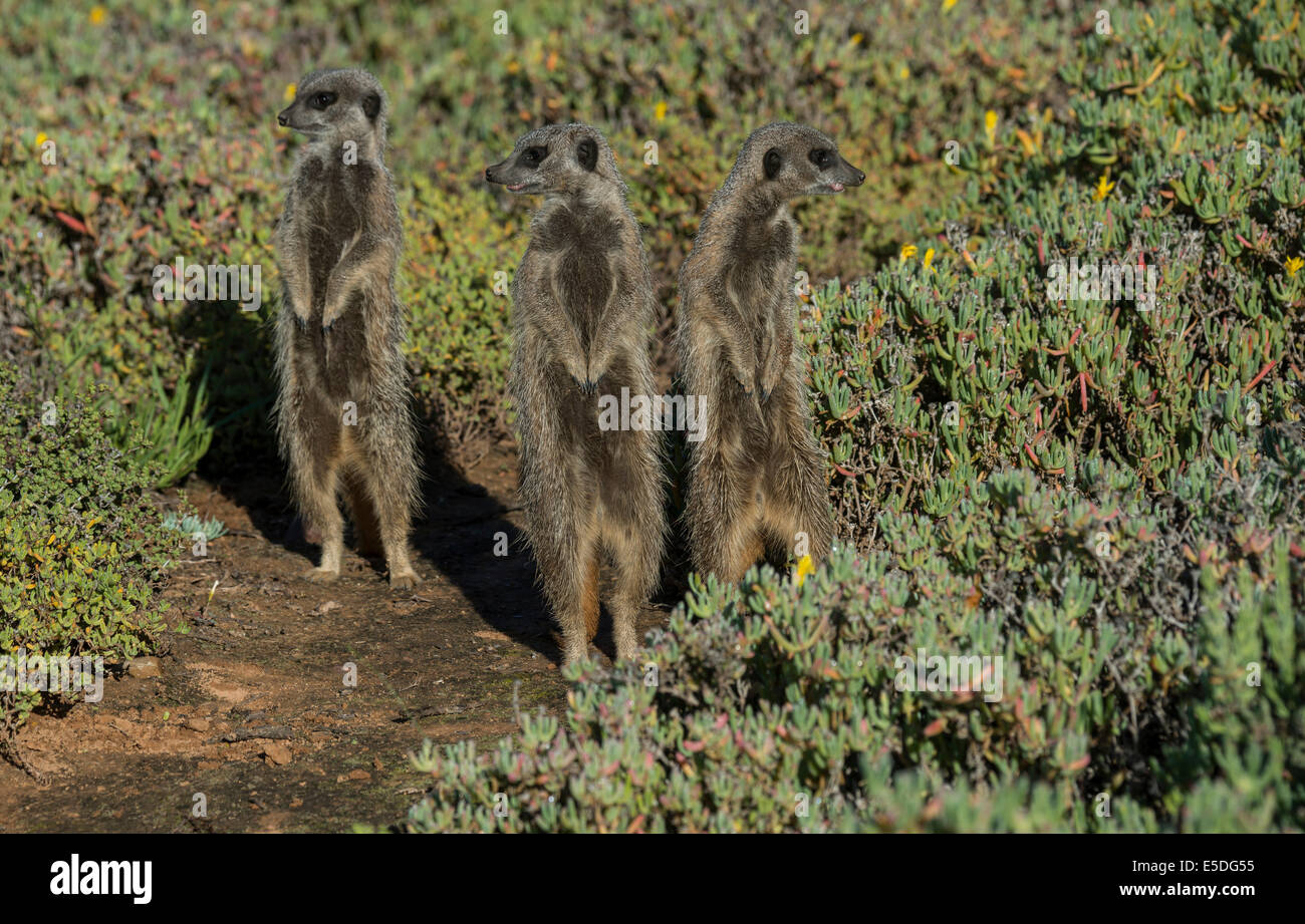Tre Meerkats (Suricata suricatta), piccolo Karoo, Western Cape, Sud Africa Foto Stock